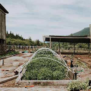 Coriander Creek - Creekside