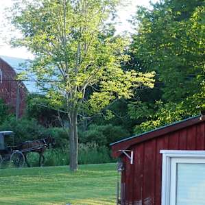 Little slice of Amish life in Pennsylvania. Right outside my door!