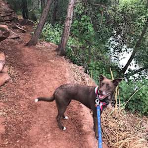Easy accessible creek with rope to swing into
