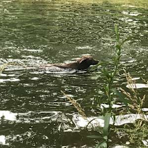 Our pup swimming in the creek