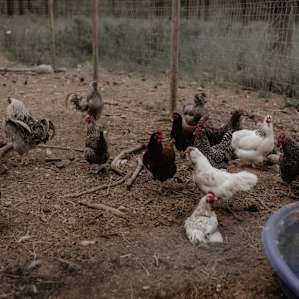 farm animal chicken