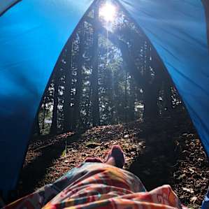 Waking up to forest views