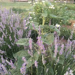 Flower garden