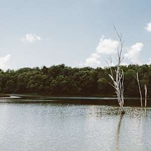 A little obsessed with these ghosty trees in the lake. Super neat.