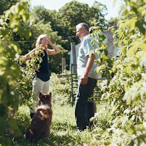 Raspberry picking with our hosts Bill, Amy & Fin