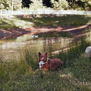 Fin chilling beside the pond