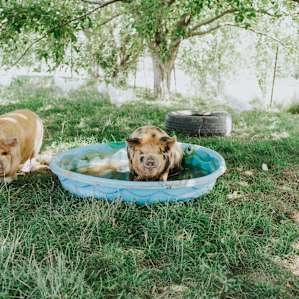 Just a pig taking a bath - nothing to see here!