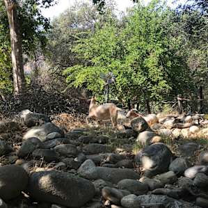 In the Forest by the River