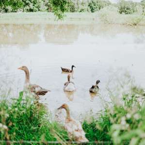 animal water ducks
