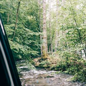 forest