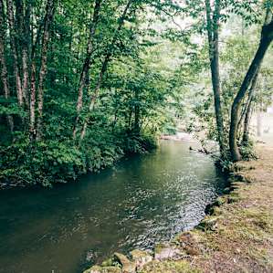 forest water