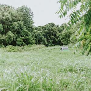 Basically a gorgeous forest full of lush greenery.