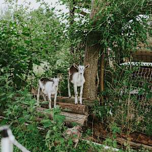 animal goats