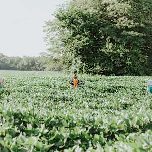 I had to stop to snag a photo of these cute scarecrow. You may find these little guys on your way in to Bear Creek!