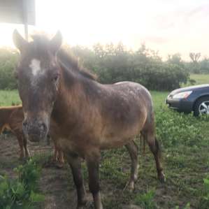 Working Rescue Ranch