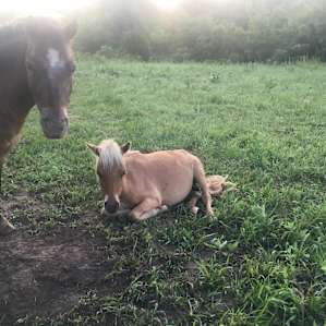 Working Rescue Ranch