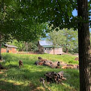 Rustic Cabin on Organic Farm