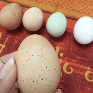 Eggs from the campsite for breakfast!