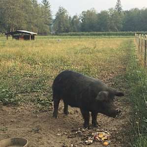 One of the resident animals on the farm.