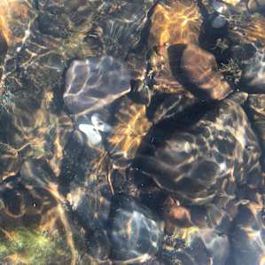 Clean water rich with life and wonderful to swim in.
