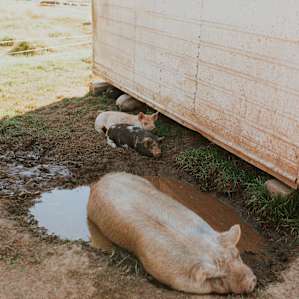 farm animal pigs