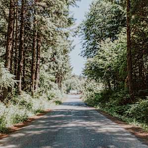 forest