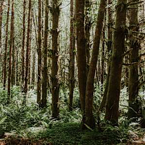 forest