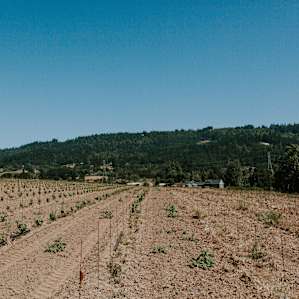 orchard