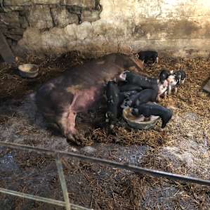 Fiber Farm, Your Tent & More!