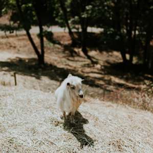 farm animal goat