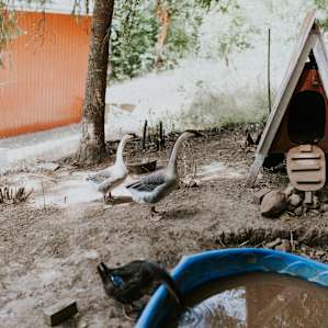 farm animal ducks