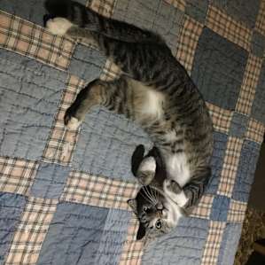 Possibly the world’s best cat