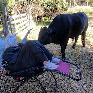 The bull, cow and calf were very friendly and docile, and "Dad" was fond of head scratches!