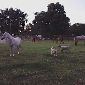 Silk Purse Farm
