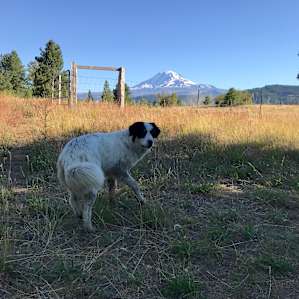 Bridget, the farm dog, came for a visit to our campsite.