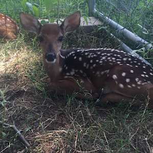 Baby deer!