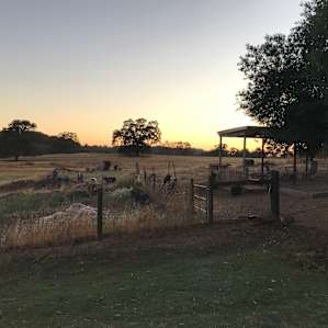 Camp at our farm sanctuary!