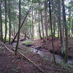 Flowing Waters