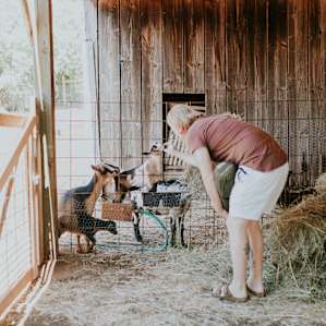 farm animal goats