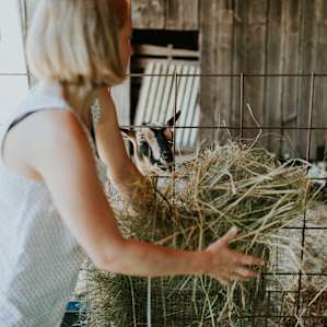 farm animal goat