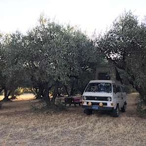 Sunrise Farms Olive Grove