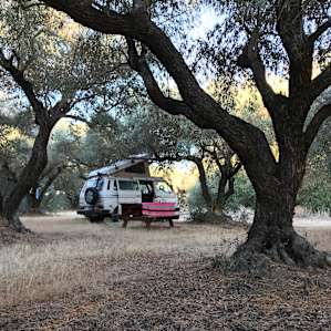 Sunrise Farms Olive Grove
