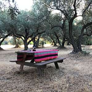 Sunrise Farms Olive Grove
