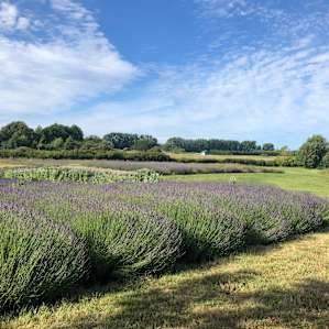 Lavender fields forever