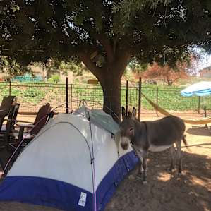 Camping with Rescue Animals