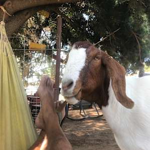 Camping with Rescue Animals