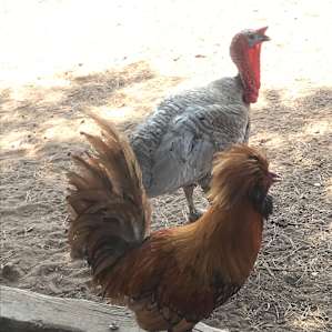 Camping with Rescue Animals