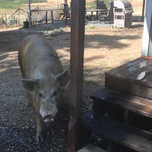 Camp at our farm sanctuary!