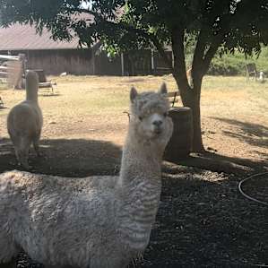 Camp at our farm sanctuary!