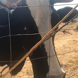Camp at our farm sanctuary!